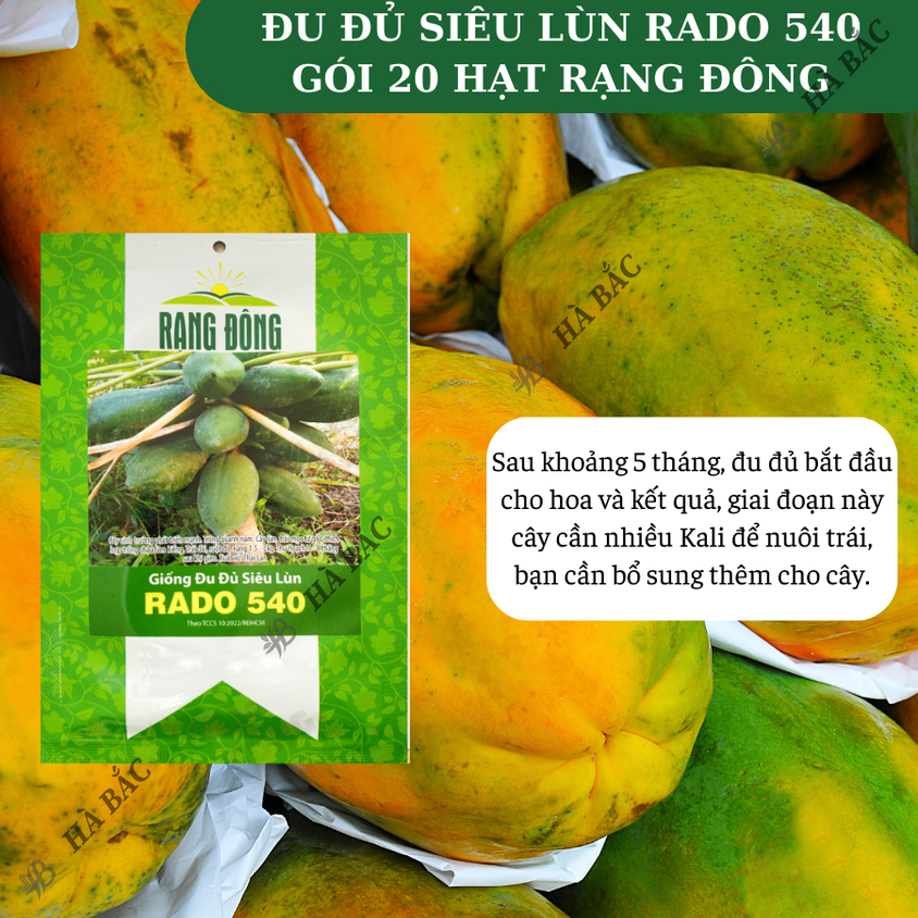 Hạt giống Đu Đủ Siêu Lùn Rado 540 (20 hạt) trái sai, to, ruột đỏ, siêu ngọt, trồng quanh năm