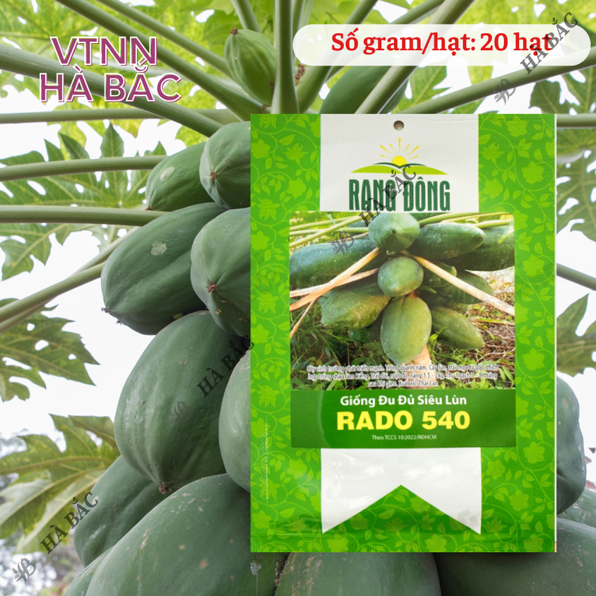 Hạt giống Đu Đủ Siêu Lùn Rado 540 (20 hạt) trái sai, to, ruột đỏ, siêu ngọt, trồng quanh năm