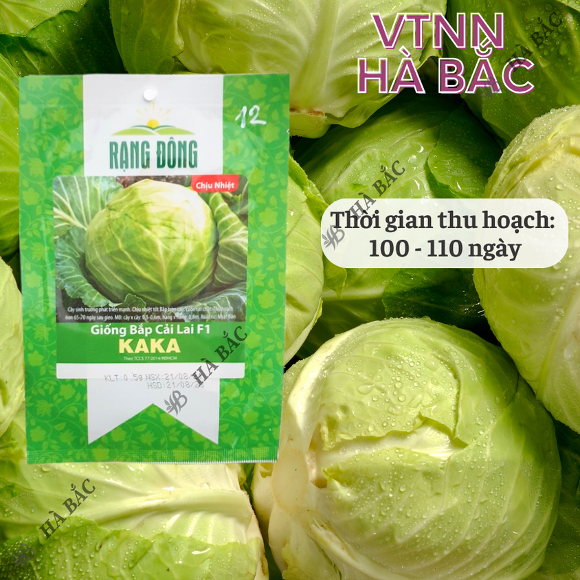 Hạt giống Bắp Cải Lai F1 Kaka (0,5gram~150 hạt) cây phát triển mạnh, trồng quanh năm, dễ chăm sóc