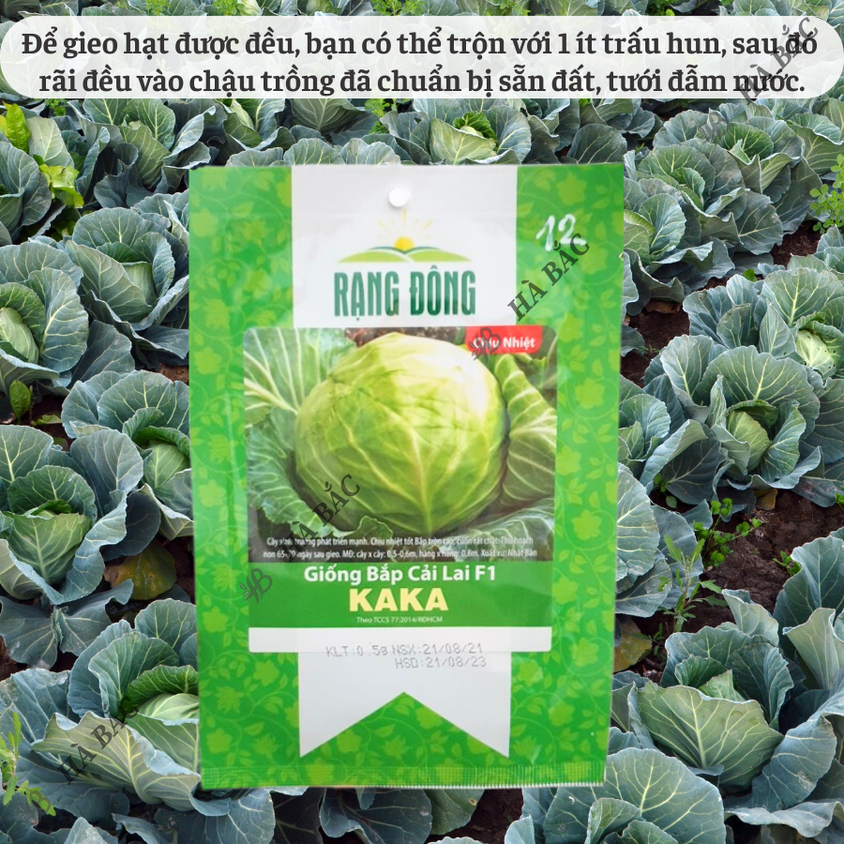 Hạt giống Bắp Cải Lai F1 Kaka (0,5gram~150 hạt) cây phát triển mạnh, trồng quanh năm, dễ chăm sóc