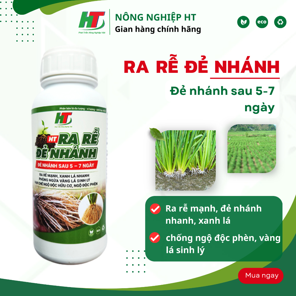 RA RỄ ĐẺ NHÁNH - Ra rễ mạnh, đẻ nhánh nhiều, rễ ăn sâu, hạn chế ngộ độc ...