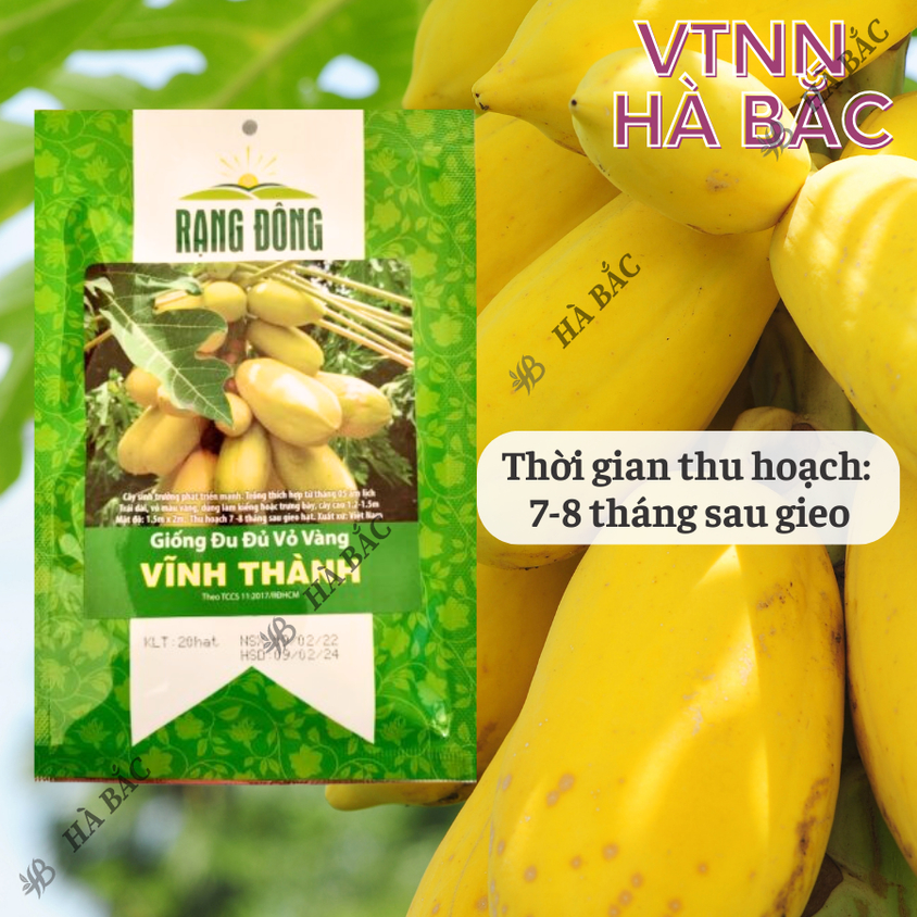 Hạt giống Đu Đủ Vỏ Vàng Vĩnh Thành (5 hạt) trái sai, nặng, trồng quanh năm