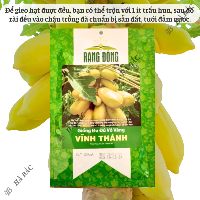Hạt giống Đu Đủ Vỏ Vàng Vĩnh Thành (5 hạt) trái sai, nặng, trồng quanh năm