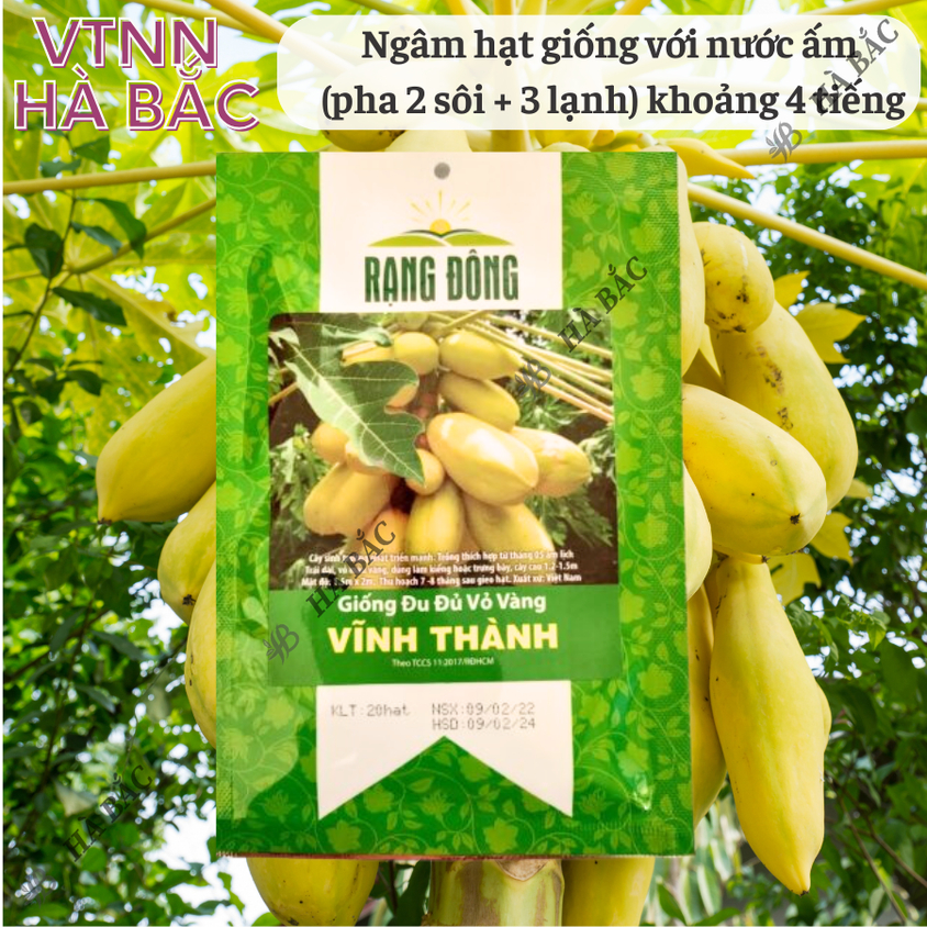 Hạt giống Đu Đủ Vỏ Vàng Vĩnh Thành (5 hạt) trái sai, nặng, trồng quanh năm