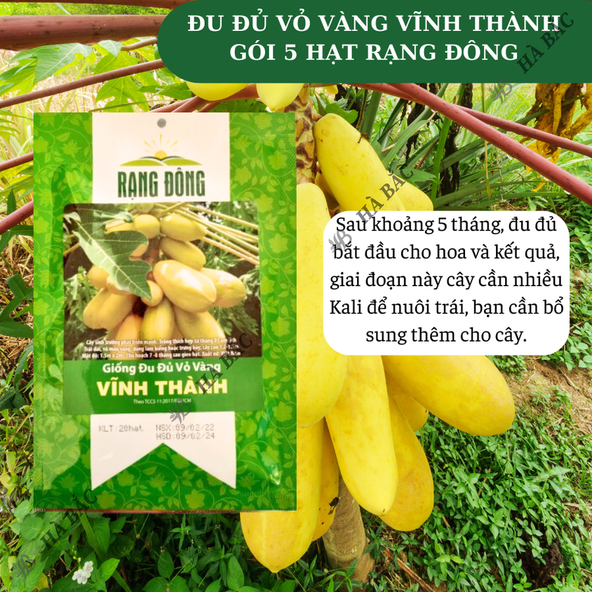 Hạt giống Đu Đủ Vỏ Vàng Vĩnh Thành (5 hạt) trái sai, nặng, trồng quanh năm