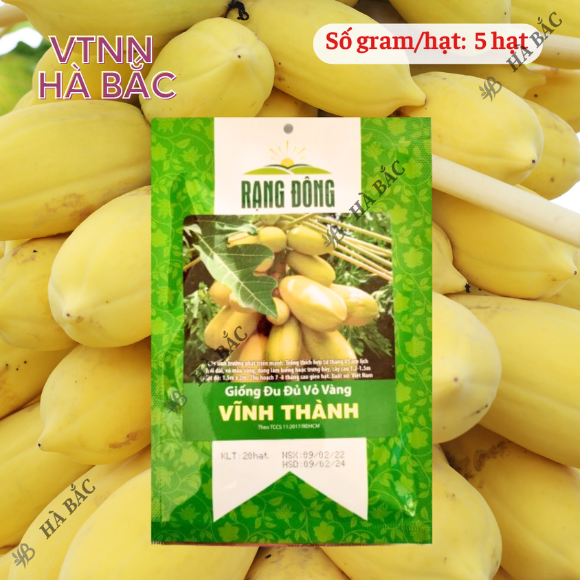 Hạt giống Đu Đủ Vỏ Vàng Vĩnh Thành (5 hạt) trái sai, nặng, trồng quanh năm