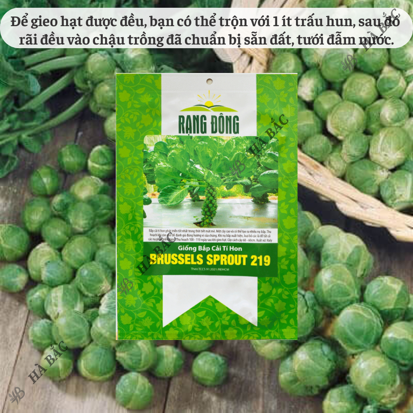 Hạt giống Bắp Cải Tí Hon Brussels Sprout 219 (2gram~600 hạt) sinh trưởng khỏe, năng suất cao
