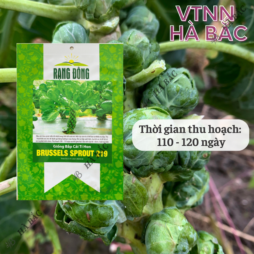 Hạt giống Bắp Cải Tí Hon Brussels Sprout 219 (2gram~600 hạt) sinh trưởng khỏe, năng suất cao