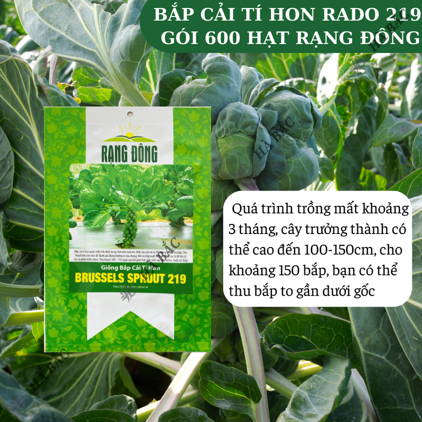 Hạt giống Bắp Cải Tí Hon Brussels Sprout 219 (2gram~600 hạt) sinh trưởng khỏe, năng suất cao