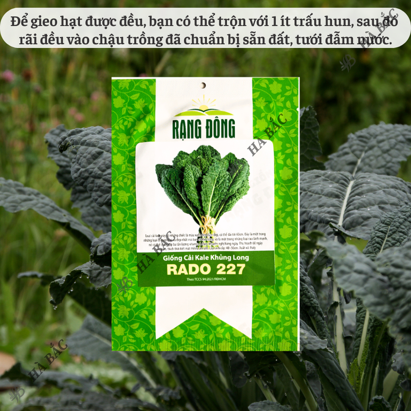 Hạt giống Cải Kale Khủng Long Rado 227 (5gram~500 hạt) giống cải xoăn kale khổng lồ trồng quanh năm