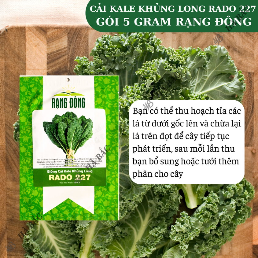 Hạt giống Cải Kale Khủng Long Rado 227 (5gram~500 hạt) giống cải xoăn kale khổng lồ trồng quanh năm