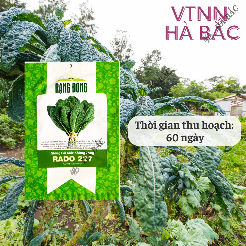 Hạt giống Cải Kale Khủng Long Rado 227 (5gram~500 hạt) giống cải xoăn kale khổng lồ trồng quanh năm