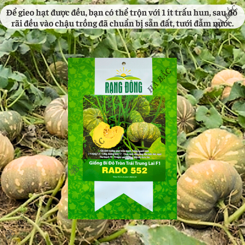 Hạt giống Bí Tròn Trái Trung Lai F1 Rado 552 (1gram~12 hạt) trái to 1.5-1.8 kg, trồng quanh năm