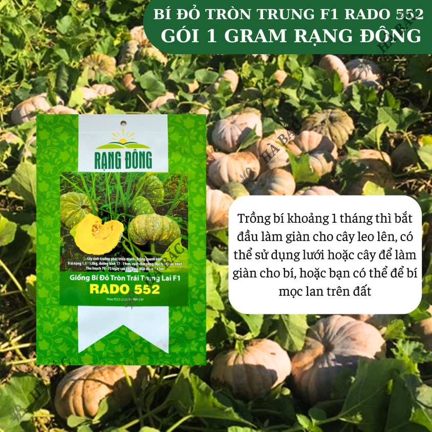 Hạt giống Bí Tròn Trái Trung Lai F1 Rado 552 (1gram~12 hạt) trái to 1.5-1.8 kg, trồng quanh năm