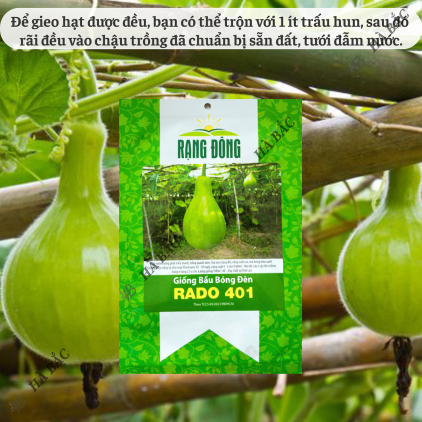 Hạt giống Bầu Bóng Đèn Rado 401 (2gram~15 hạt) trái to, vị thơm, ngọt, ruột đặc, trồng quanh năm