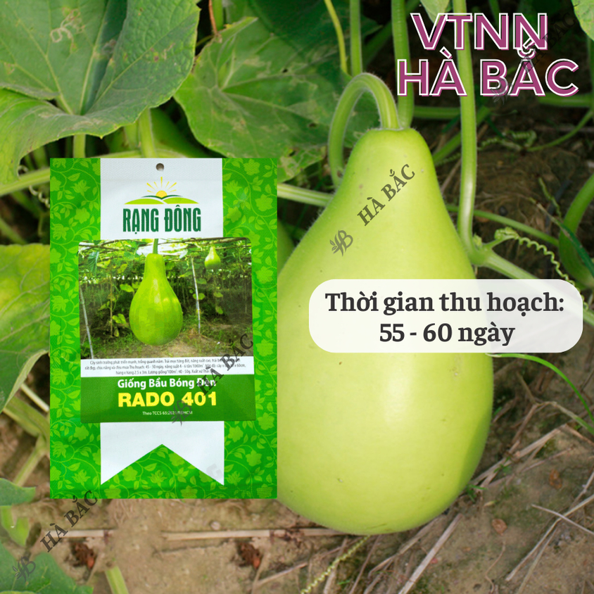 Hạt giống Bầu Bóng Đèn Rado 401 (2gram~15 hạt) trái to, vị thơm, ngọt, ruột đặc, trồng quanh năm