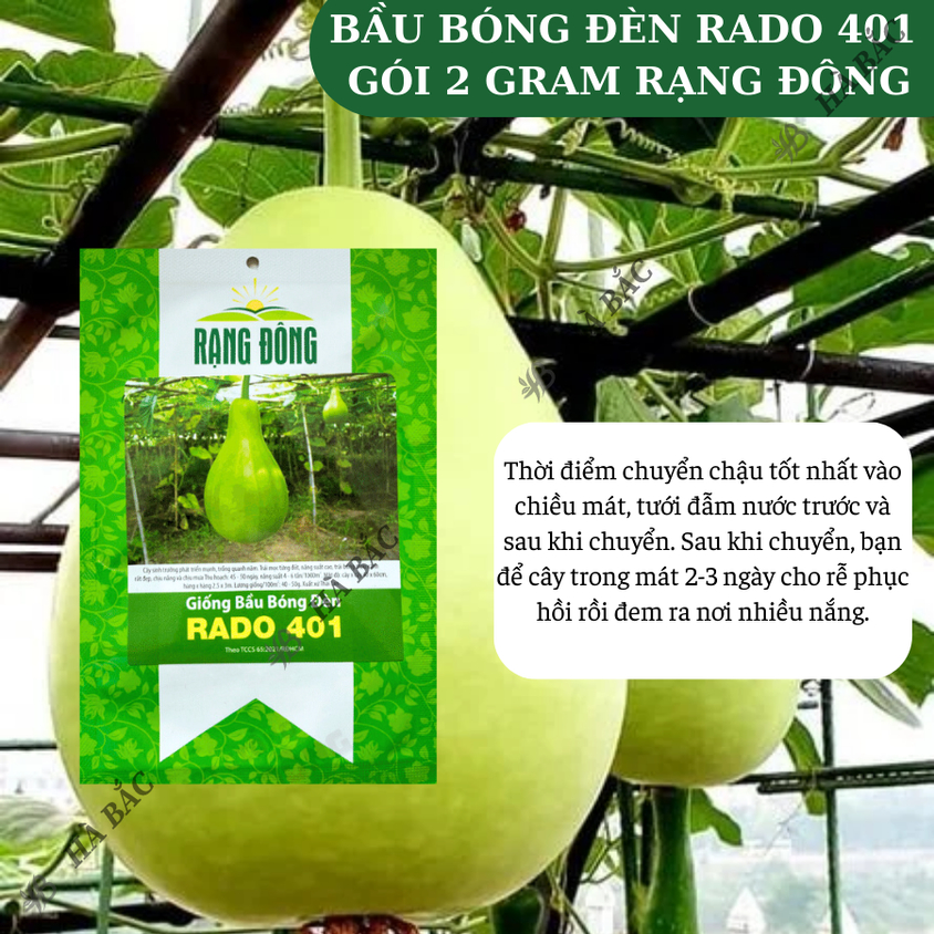 Hạt giống Bầu Bóng Đèn Rado 401 (2gram~15 hạt) trái to, vị thơm, ngọt, ruột đặc, trồng quanh năm