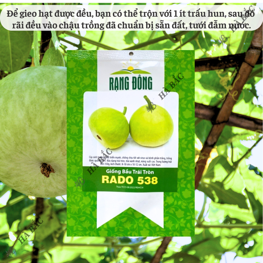 Hạt giống Bầu Trái Tròn Rado 538 (1gram~10 hạt) thịt dày,quả đẹp,trồng quanh năm