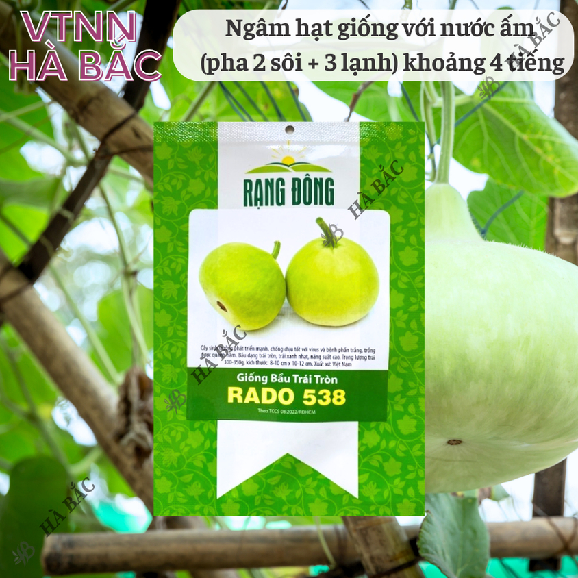 Hạt giống Bầu Trái Tròn Rado 538 (1gram~10 hạt) thịt dày,quả đẹp,trồng quanh năm