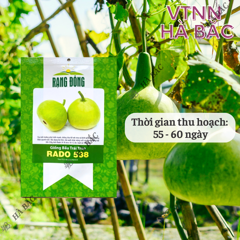 Hạt giống Bầu Trái Tròn Rado 538 (1gram~10 hạt) thịt dày,quả đẹp,trồng quanh năm