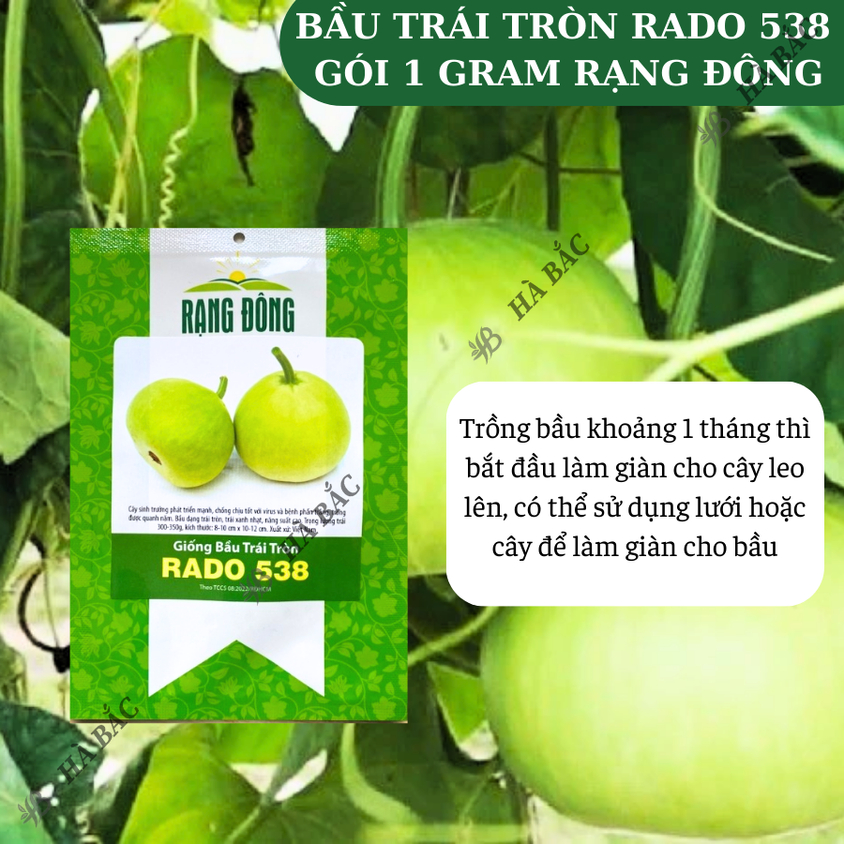 Hạt giống Bầu Trái Tròn Rado 538 (1gram~10 hạt) thịt dày,quả đẹp,trồng quanh năm