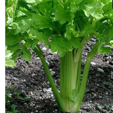 Hạt giống cần tây bẹ to ( cần tây mỹ ) ép nước - gói 100 hạt - STHG