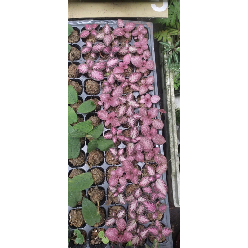 Cây lá gấm tím espica chơi để bàn,terrarium,bán cạn