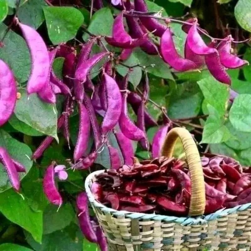 hạt giống đậu ván tím