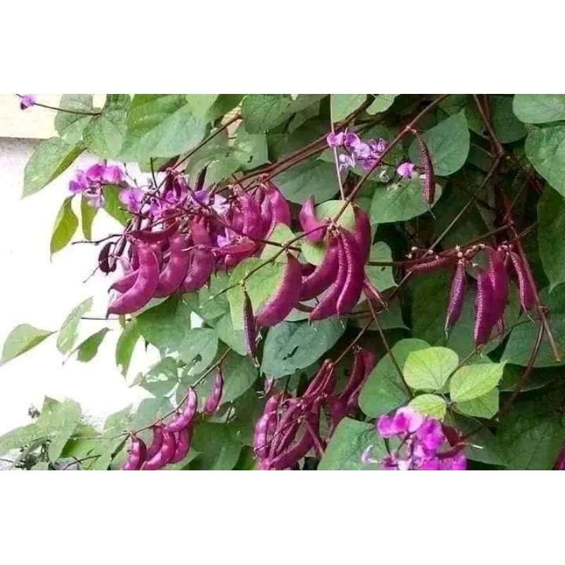 hạt giống đậu ván tím
