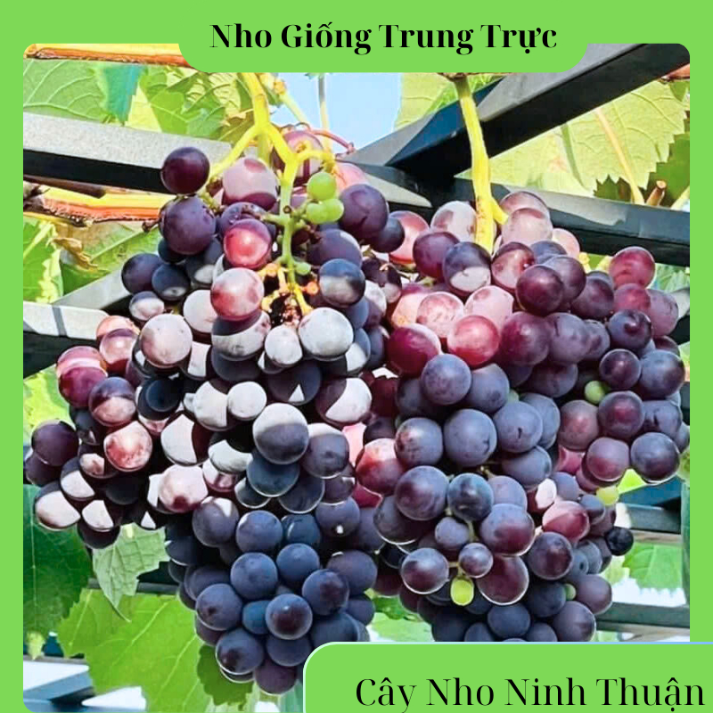 Cây Nho Giống Kẹo Thơm Ngọt NH01-126 (Có Video Hướng Dẫn) Nho Giống ...