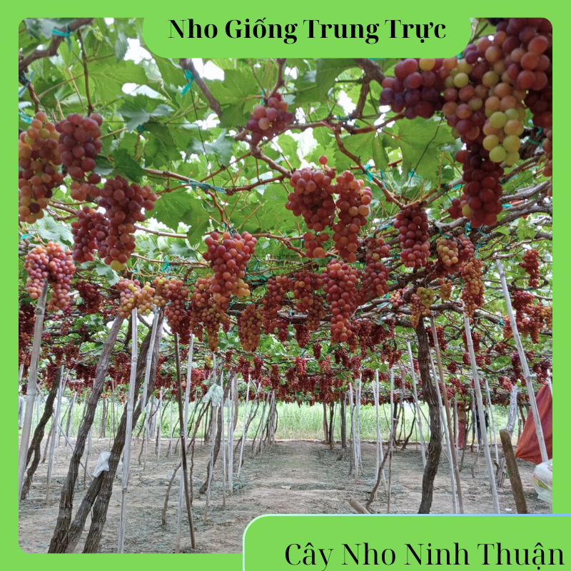 Cây Giống Nho Đỏ ( Có Video Hướng Dẫn) Cây Nho Giống Ninh Thuận ...