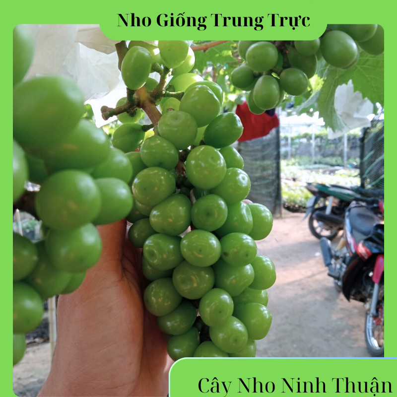 Cây Nho Giống Mẫu Đơn Nho Sữa Không Hạt ( Có Video Hướng Dẫn) Nho Giống ...