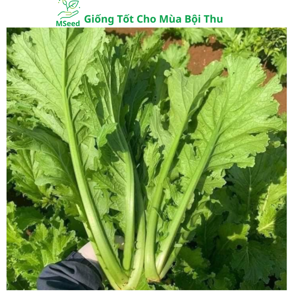 Hạt giống rau Cải Mèo Tây Bắc, Cải khổng lồ thân mập dễ trồng - MSeed ...
