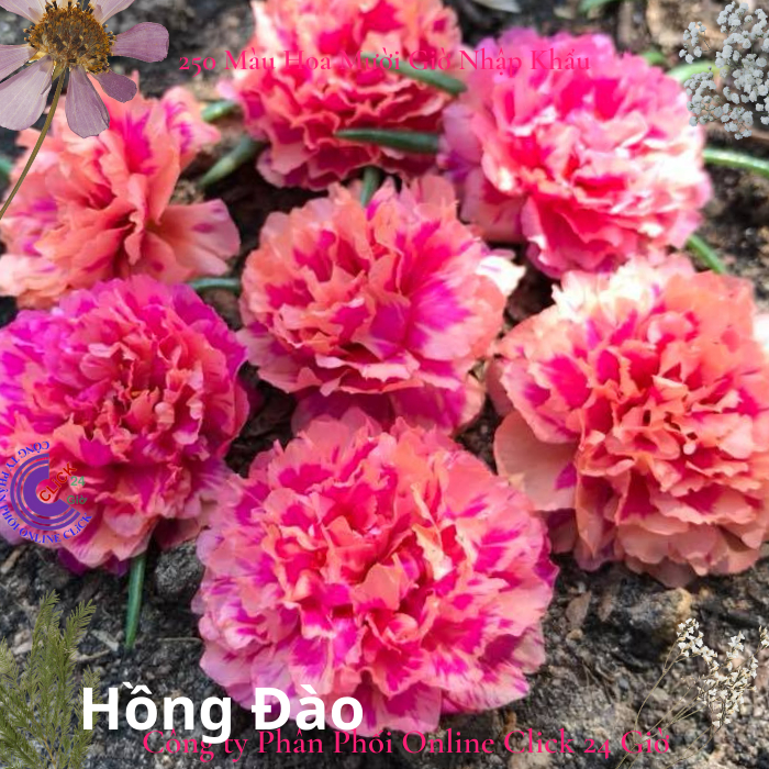 Hoa Mười Giờ Thái Kép Màu Hồng Đào Mới Lạ Cành Giống Đẹp