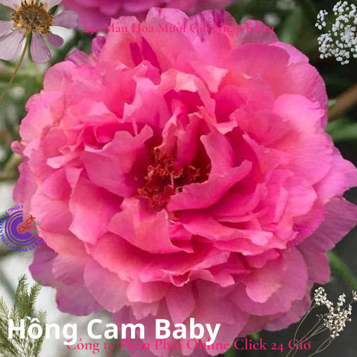 1 Ký Cành Giống Hoa Mười Giờ Thái Kép Màu Hồng Cam BaBy Tuyệt Đẹp