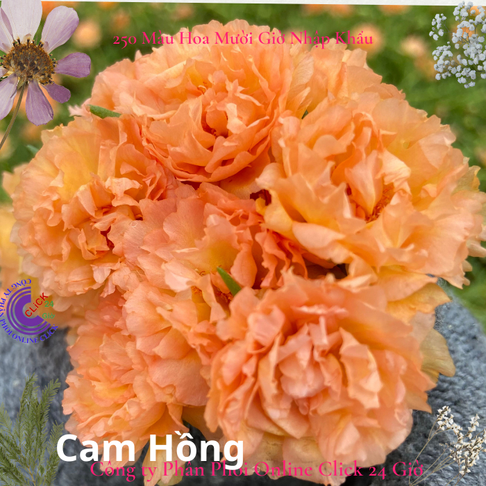 Hoa Mười Giờ Thái Kép Cam Hồng Cành Giống Bộ Sưu Tập Hơn 30 Màu Hoa Hồng Nhỏ