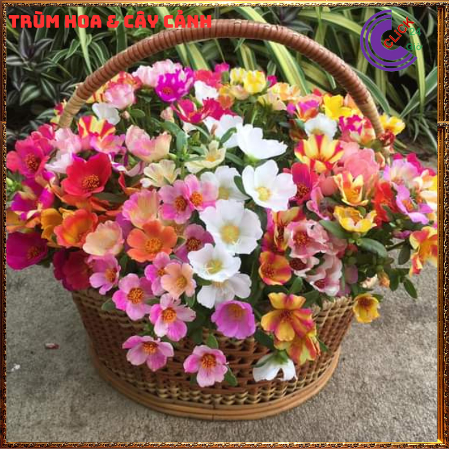 500g Cành Giống Hoa Mười Giờ SAM ĐƠN Chuẩn SAM THÁI Nhập Khẩu Hoa To 150 Màu Hoa Mười Giờ Bonsai & Phụ Kiện