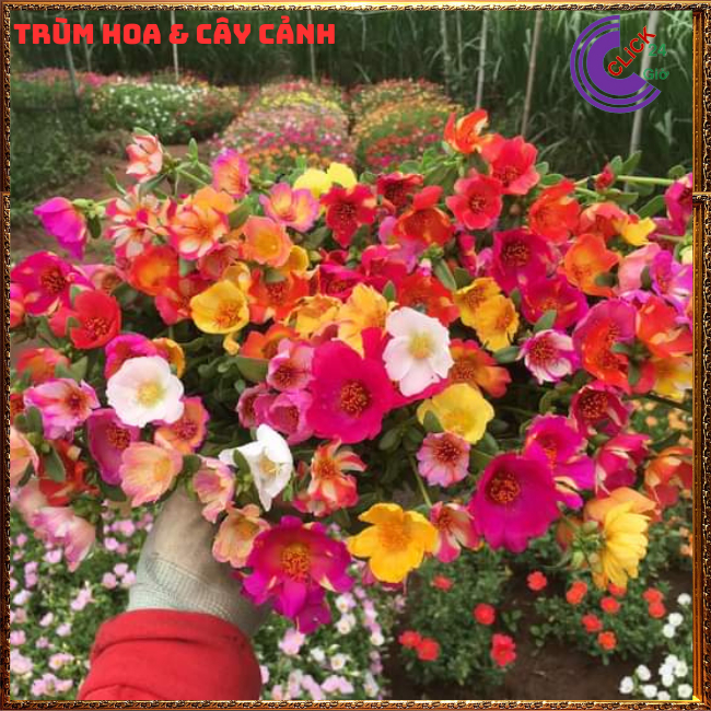 500g Cành Giống Hoa Mười Giờ SAM ĐƠN Chuẩn SAM THÁI Nhập Khẩu Hoa To 150 Màu Hoa Mười Giờ Bonsai & Phụ Kiện