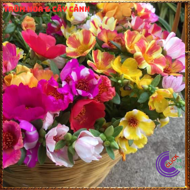 500g Cành Giống Hoa Mười Giờ SAM ĐƠN Chuẩn SAM THÁI Nhập Khẩu Hoa To 150 Màu Hoa Mười Giờ Bonsai & Phụ Kiện
