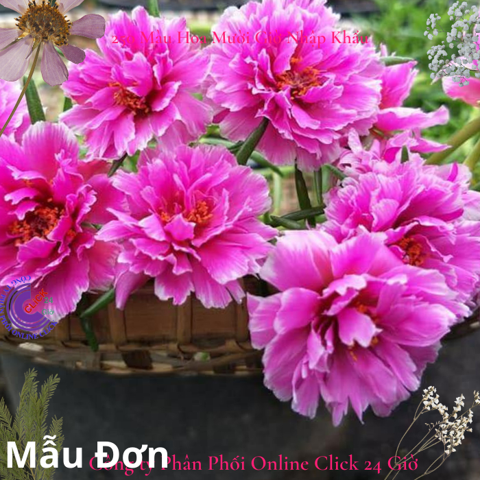 Hoa Mười Giờ Thái Kép MẪU ĐƠN Cánh Tua Cành Giống Màu Mới Cành Tơ Siêu Khỏe Nhiều Nụ