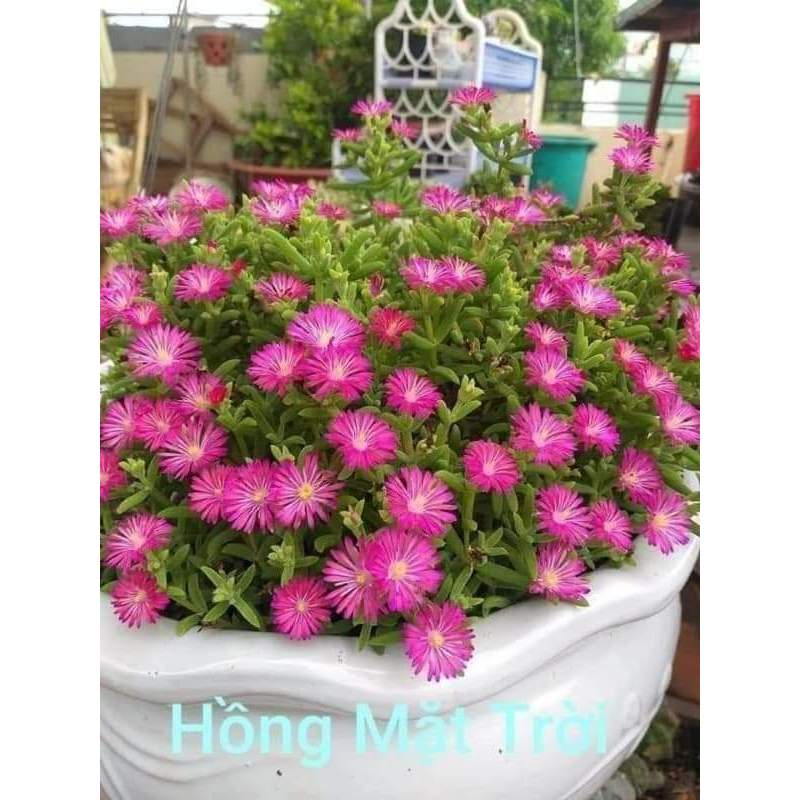 [Cây hoa k phải hạt] Combo 5 Cây Hoa Mười Giờ Nam Phi Đẹp Lạ Mắt Giống Chuẩn Hoa Mười Giờ Bonsai & Phụ Kiện
