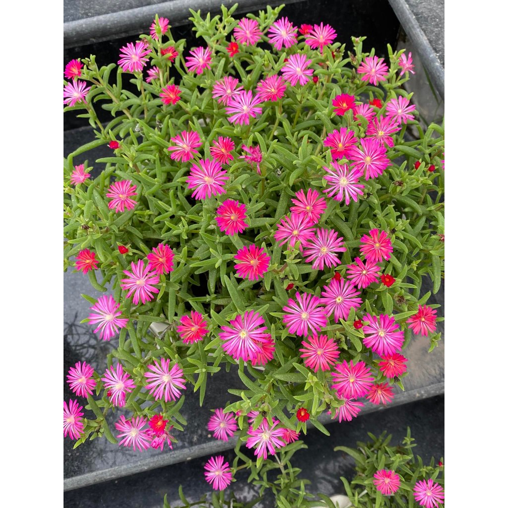 [Cây hoa k phải hạt] Combo 5 Cây Hoa Mười Giờ Nam Phi Đẹp Lạ Mắt Giống Chuẩn Hoa Mười Giờ Bonsai & Phụ Kiện