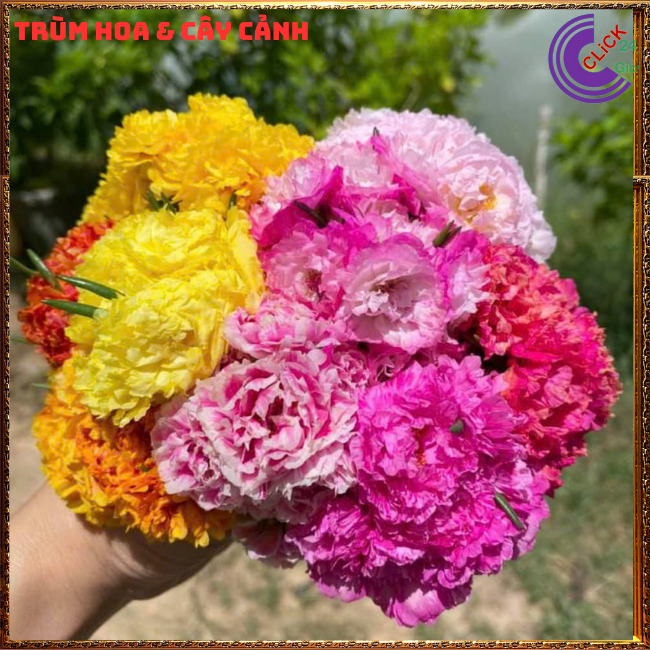 100g Cành Giống Hoa Mười Giờ Thái Kép Nhiều Màu Cho Người Sưu Tầm