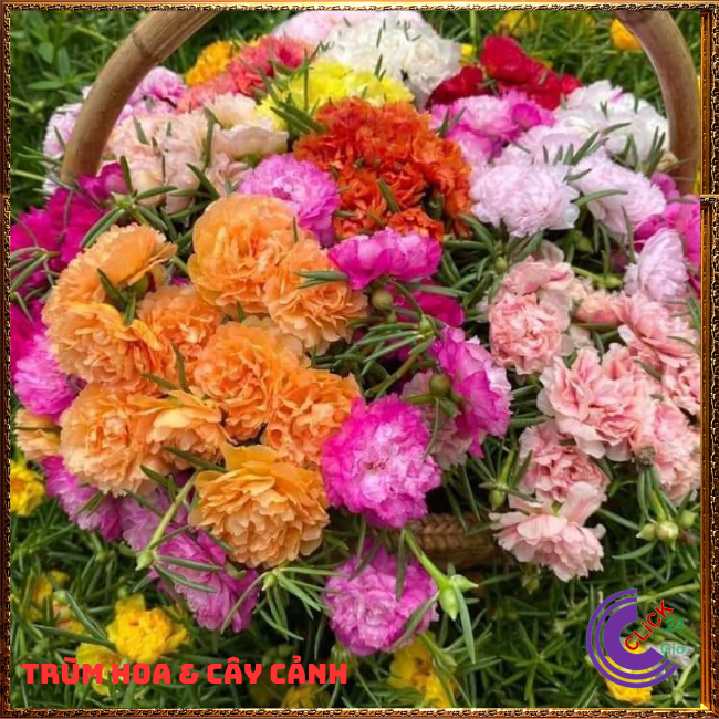 100g Cành Giống Hoa Mười Giờ Thái Kép Nhiều Màu Cho Người Sưu Tầm