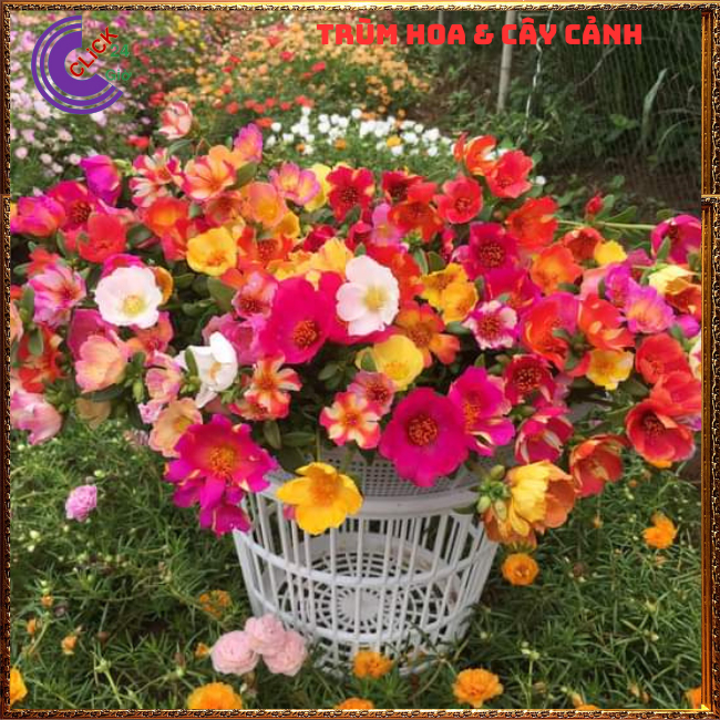 1 Ký Cành Giống Hoa Sam Nhiều Màu Hoa To ComBo 30 Màu Chuẩn Sam Thái Nhập Khẩu  Hoa Mười Giờ Bonsai & Phụ Kiện