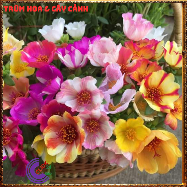 1 Ký Cành Giống Hoa Sam Nhiều Màu Hoa To ComBo 30 Màu Chuẩn Sam Thái Nhập Khẩu  Hoa Mười Giờ Bonsai & Phụ Kiện