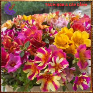 1 Ký Cành Giống Hoa Sam Chuẩn SAM THÁI Nhập Khẩu Hoa To Nhiều Màu Hoa Mười Giờ Bonsai & Phụ Kiện