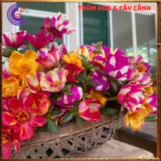 1 Ký Cành Giống Hoa Sam Chuẩn SAM THÁI Nhập Khẩu Hoa To Nhiều Màu Hoa Mười Giờ Bonsai & Phụ Kiện