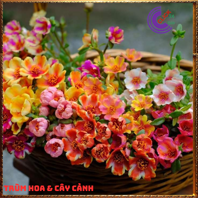 Hoa Mười Giờ Sam Combo 200 Màu Sam Đơn Nhập Từ Thái Sưu Tầm Trọn Bộ 200 Màu Nhanh và Rẻ nhất