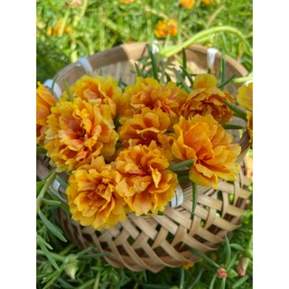 Hoa Mười Giờ Thái Kép Màu Vàng Vạn Thọ Đẹp Rực Rỡ Cành Giống Tơ Khỏe